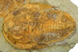Two Large Cambropallas Trilobites With Pos/Neg #253569-3